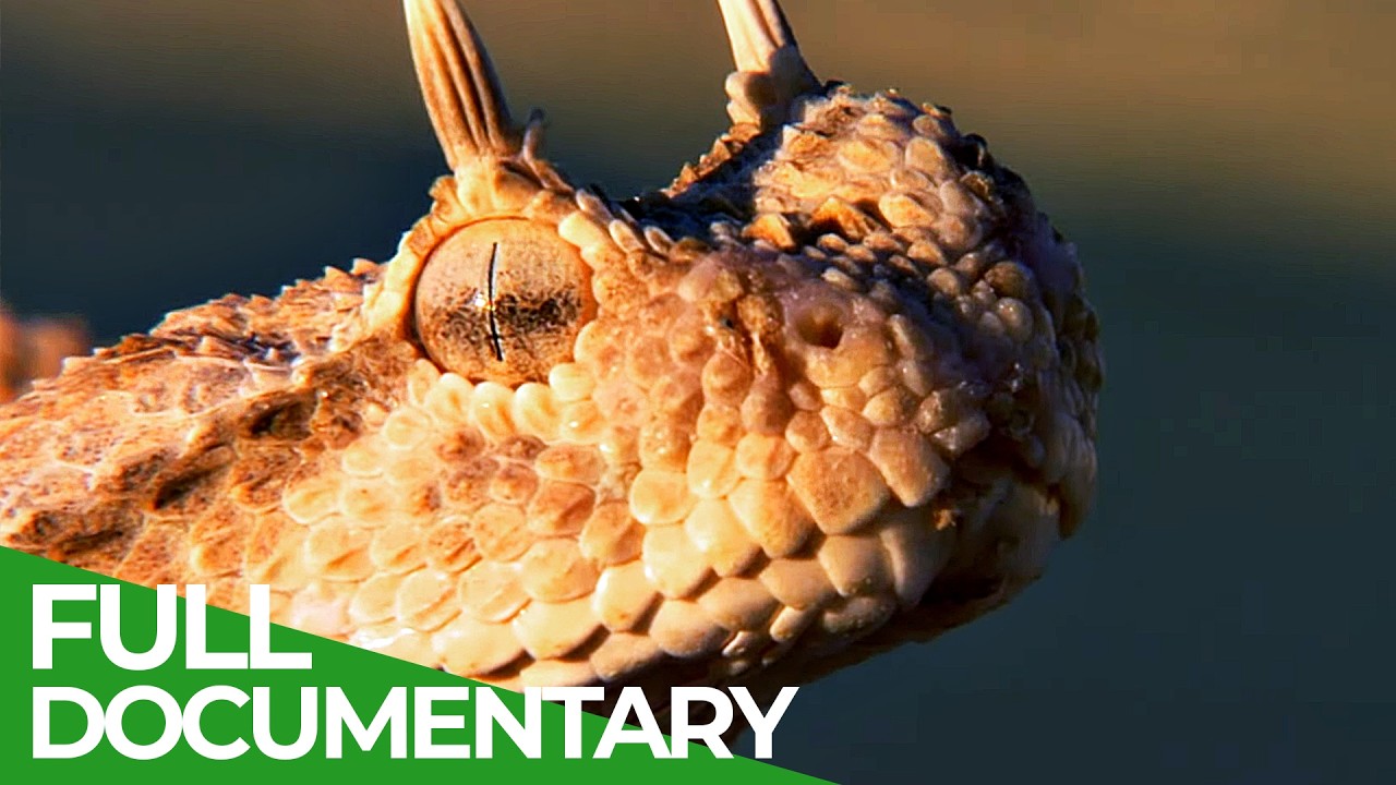 Wildest Middle East | Episode 2: Egypt - Survivors of the Sand | Free Documentary Nature