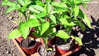 Как посадить рассаду перца на грядку - Видео онлайн