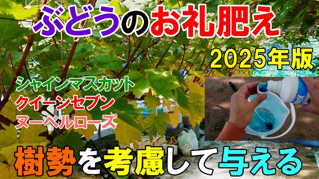 ぶどうのお礼肥えの解説と実演　2025年版　今年の樹勢で施肥量を決めていく　シャインマスカット・クイーンセブン・ヌーベルローズ