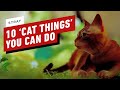 Stray: 10 Totally Normal ‘Cat Things’ You Can Do