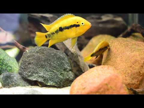 Herotilapia multispinosa