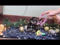 Miniature Schnauzer dogs for sale: Trace - Video 1