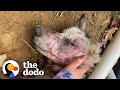 Starving Husky Nearly Gives Up Until A Miracle Happens The Dodo
