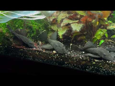 Starlight Pleco: 5 adult fishes - Image 2