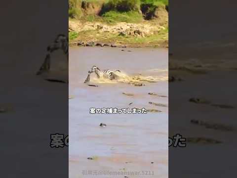 ロビン: ボタンの目と笛 自然と動物