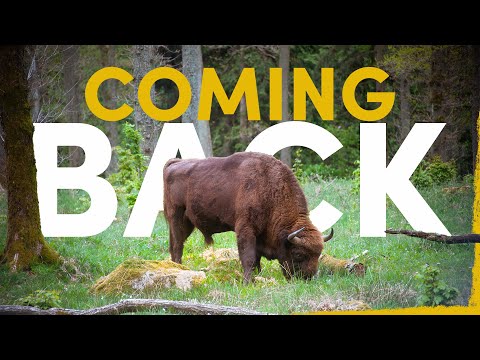 The Incredible Return Story of the European Bison