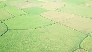 Download lagu Background Video Pemandangan Sawah Gratis - DLOG COLOUR  DRONE FOOTAGE 4k mp3