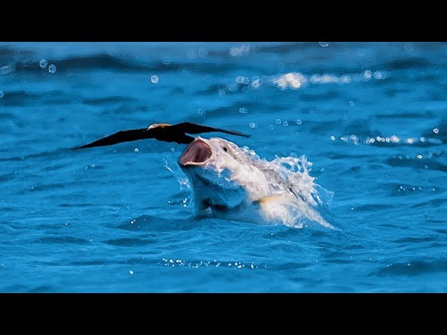 Videouttalande av poisson Franska