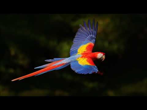 George Stephănescu (1843-1925): National overture (1876), conducted by Florica Dimitriu