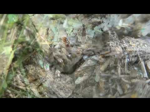 Ants vs termites Identification 2022