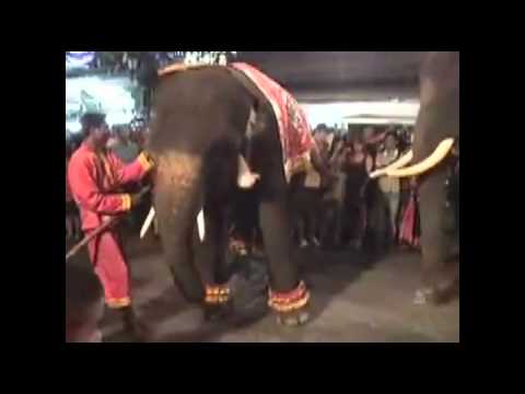 František Ringo Čech  &  SHUT UP  -   Sloní bugy