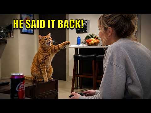 When My Cat Started Imitating All My Words And Sounds😭🐱