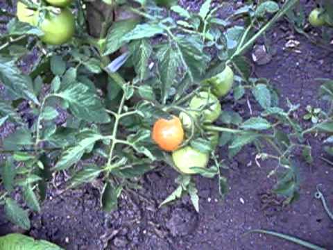 In gradina la Sofronea