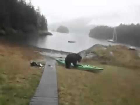 Bear please stop (full video)
