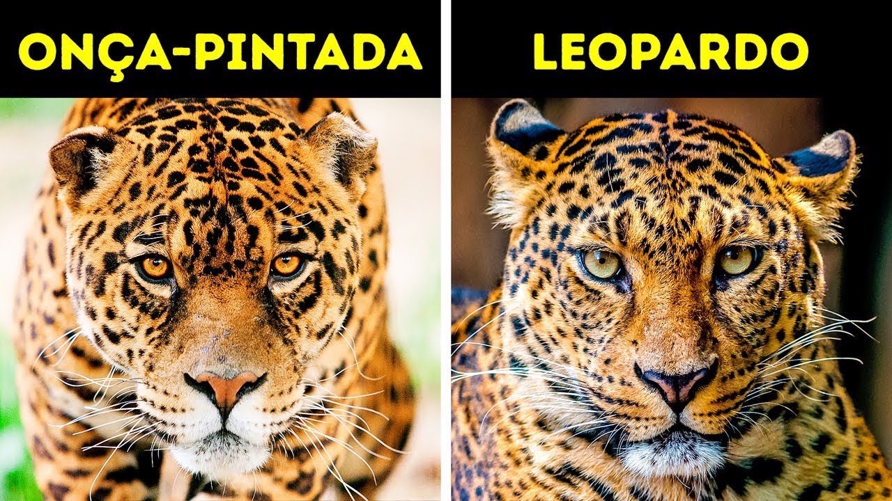 12 Pares de Animais Que a Gente Sempre Confunde