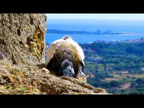 Crystalline - Iva Torrent Feat. Celica Soldream