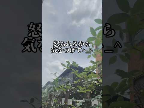 果樹の枝のサポート：庭師のためのヒントと効果的な方法  庭園