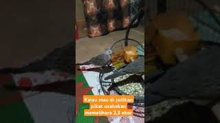 Download lagu bahan pikat kalau satu belum tentu jadi pikat usahakan lebih dari satu #pikatterkukur #tekukursultan mp3