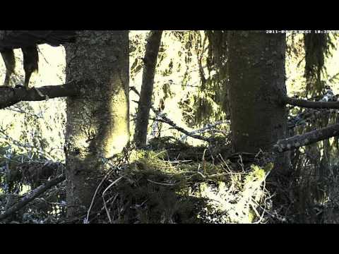 Konnakotkas 23.4. / 10.38