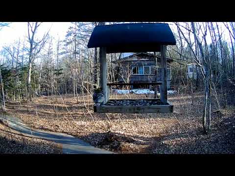 なぜ鳥たちは餌箱に来ないのですか？羽鳥を引き寄せるための適切な解決策  庭園