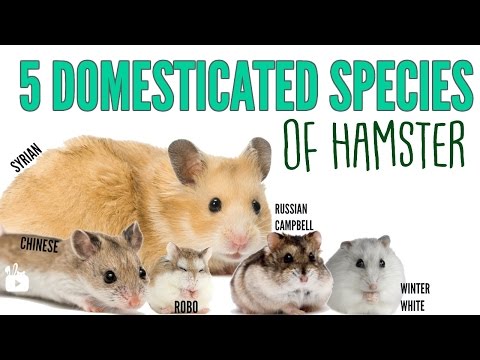 The 5 domesticated species of hamsters!