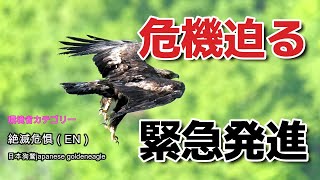 危機迫るイヌワシGolden eagle in danger