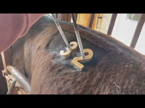 How To Freeze Brand Cattle (Dry Ice Method) - Sand Creek Ranch