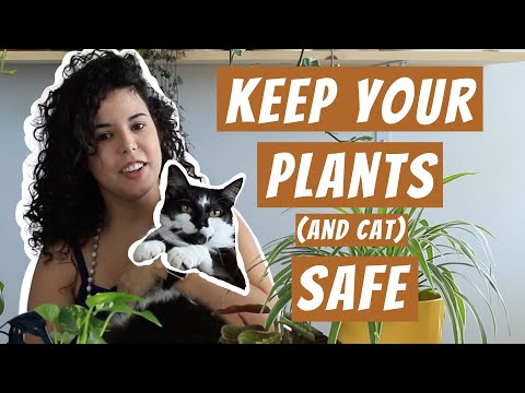 How To Keep Cats Away From Houseplants | Train Your Cat the Right Way | Pet Safe Plants