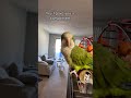 Bird saying bitch #parrot #funny #compliments