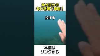 魚がエサの匂いを嗅ぐ貴重な瞬間！ #fishing #スイチャンネル