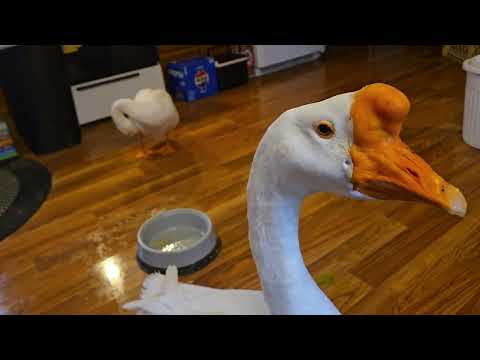 "Thank you"🤗 from Bob, Eva, and Goofy Duck George and the Crew in Paradise Creek 