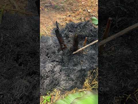 Cá Nướng Rơm Mới - Hương vị ngày mùa quê em #cooking #langque #food #amthuc #quehuong #monngon