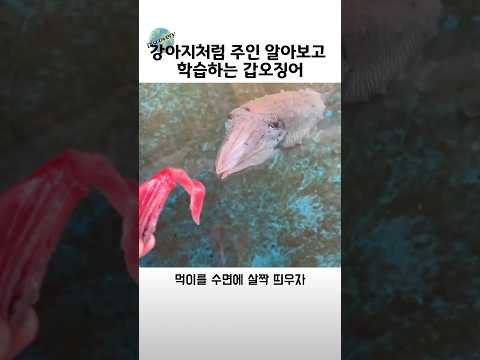 주인을 알아보고 학습하는 해양 생물