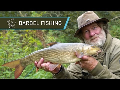 Barbel Fishing With Carp Gear
