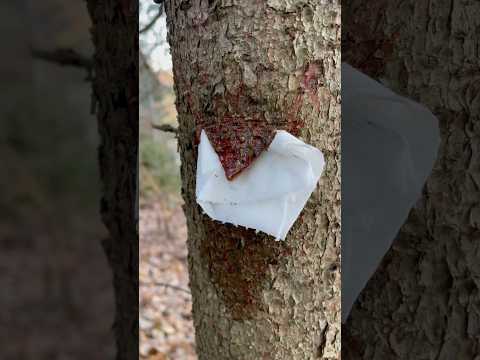 Easily flamable wood juice 🔥 #asmr #camping #outdoors #survival #bushcraft #forest #fire #skills