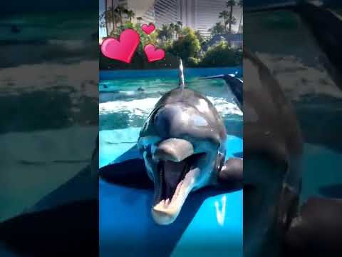 Un dauphin très heureux et enjoué avec un magnifique son de dauphin