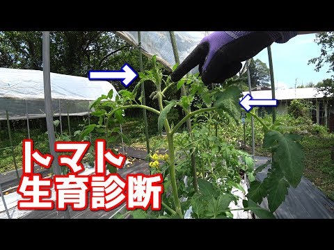 , title : 'トマトの生育診断(簡易) /Tomato growth Diagnosis'