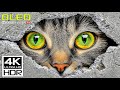 World S Coolest HDR Video In Marvellous 4K 60 FPS Dolby Vision