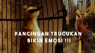 Download lagu Pancingan Trucukan emosi | Trucuk betina memanggil jantan ampuh  mp3