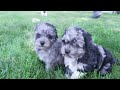 Havapoo dogs for sale: Cooper - Video 1