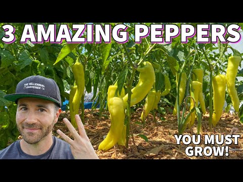 Why I'm OBSESSED With These 3 Special Pepper Plants!