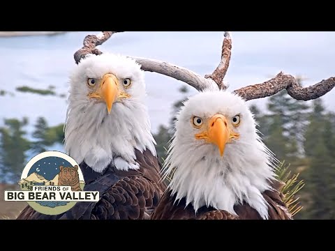 , title : 'Big Bear Bald Eagle Live Nest - Cam 1'