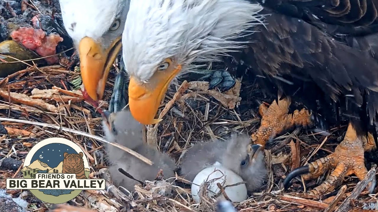 Post: Big Bear Bald Eagle Nestwebcam
