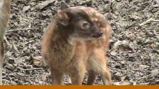 preview picture of video 'Cute baby spotted deer at Newquay Zoo'