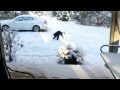 Prince Playing With A Stick In The Snow