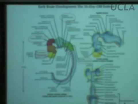 Behavioral Neuroscience I