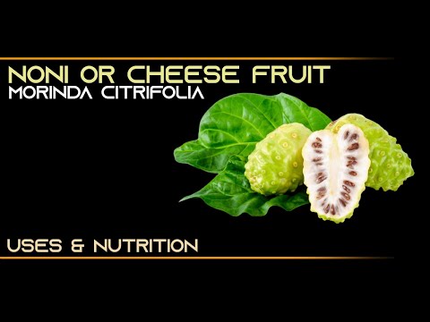 INFORMATION 11 : NONI OR CHEESE FRUIT , THE STARVATION FRUIT