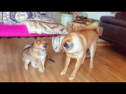 download lagu mp3 mp4 Shiba Inu Drill, download lagu Shiba Inu Drill gratis, unduh video klip Shiba Inu Drill