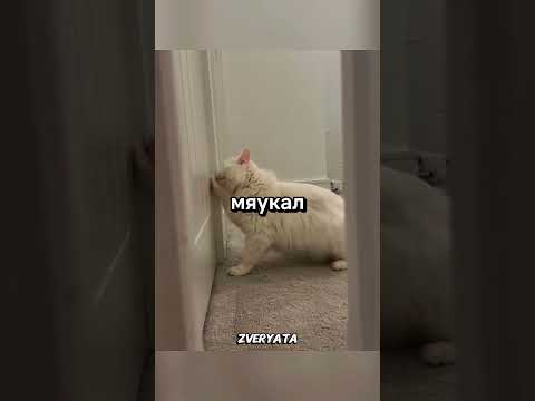 Кот не ожидал 😁 #животные