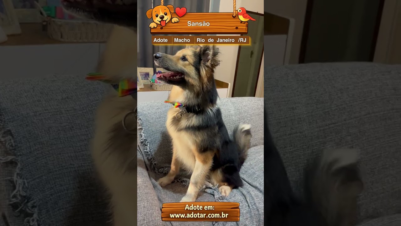 Cachorro raça SRD-ViraLata idade 7 a 11 meses nome Sansão